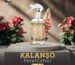 Elegant Kalanşo – Freshener with the natural and refreshing scent of kalanchoe flowers.